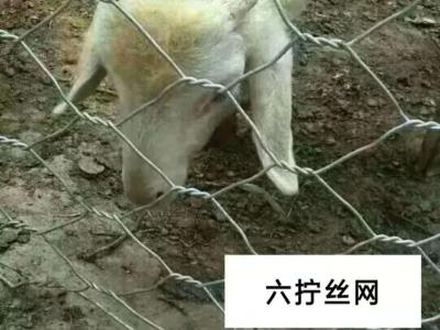六拧网圈羊网 
