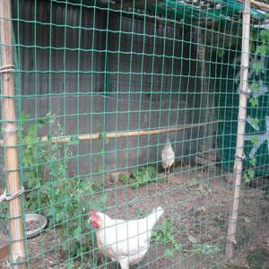 圈玉米网 圈鸡网