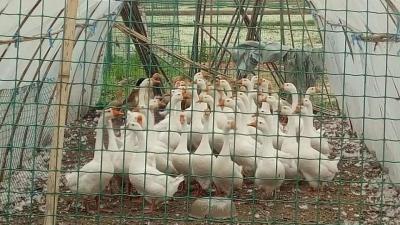 绿色浸塑荷兰网 养殖网